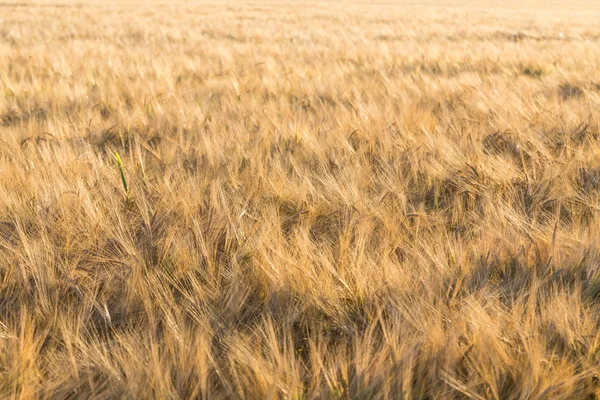 Campo de trigo —  Fotos de Stock