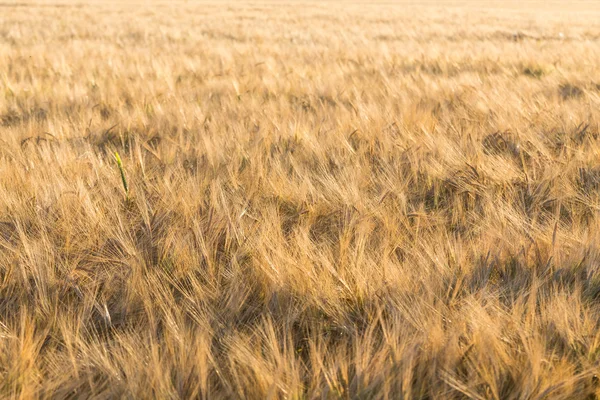 Buğday tarlası — Stok fotoğraf