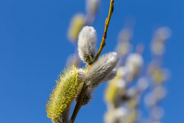 ふわふわ柔らかい柳芽 — ストック写真