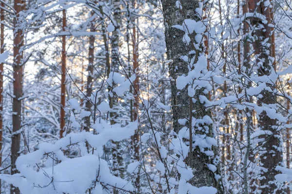 Árboles forestales de invierno — Foto de Stock