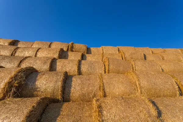 Piled hay bales on a field against blue sky — Stock Photo, Image