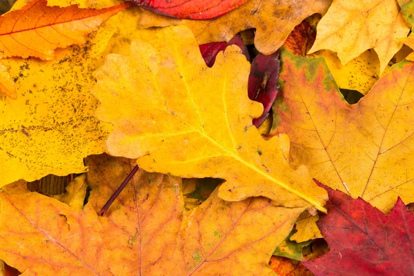 Hojas de otoño fondo —  Fotos de Stock