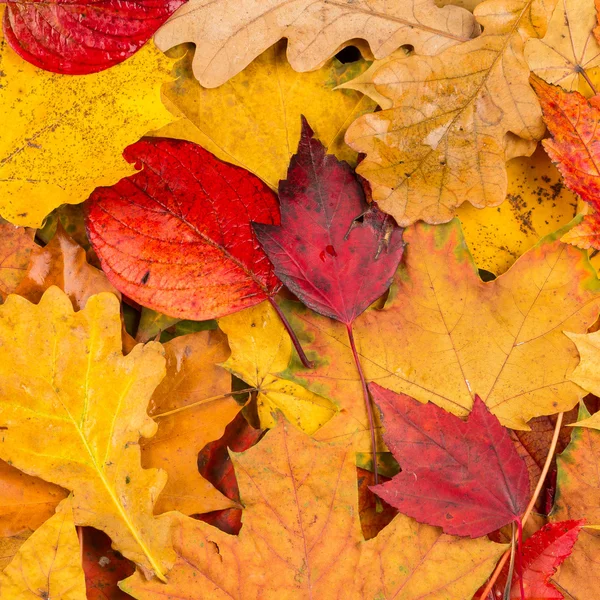 Herfstbladeren achtergrond — Stockfoto