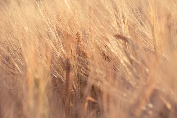 Campo de trigo dourado — Fotografia de Stock