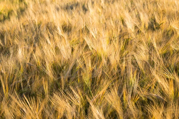 Goldenes Weizenfeld — Stockfoto