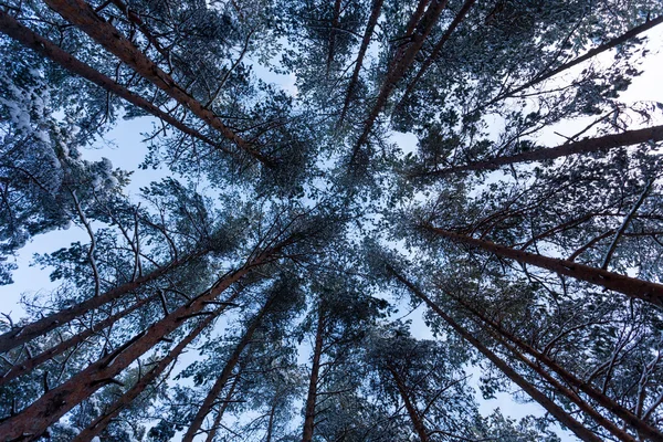 Bosque cubierto por nieve en paisaje de invierno — Foto de Stock