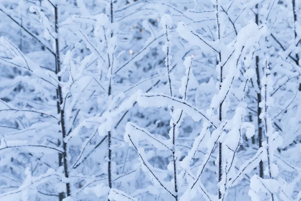 Árvores de inverno na floresta — Fotografia de Stock