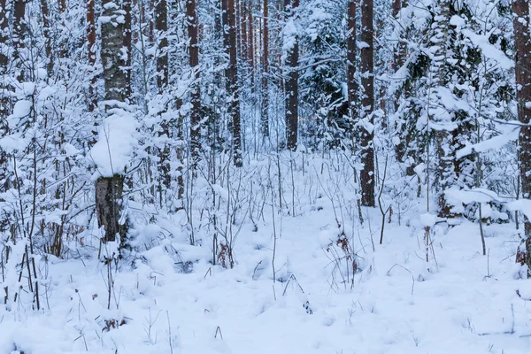 Winter forest bomen — Stockfoto