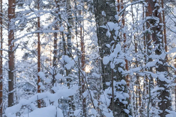 Winter forest bomen — Stockfoto