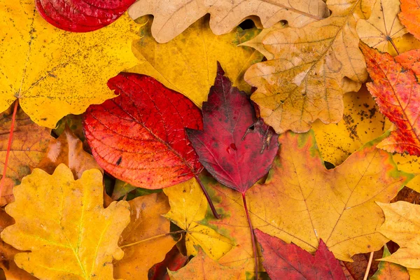 Hojas de otoño fondo —  Fotos de Stock