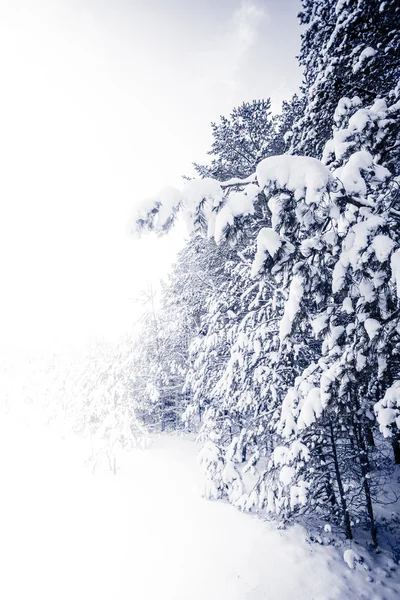 在冬季景观雪覆盖的森林 — 图库照片