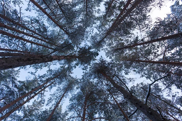 Pădure acoperită de zăpadă în peisajul de iarnă — Fotografie, imagine de stoc