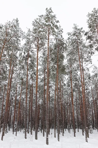 Winter forest trees — Stock Photo, Image