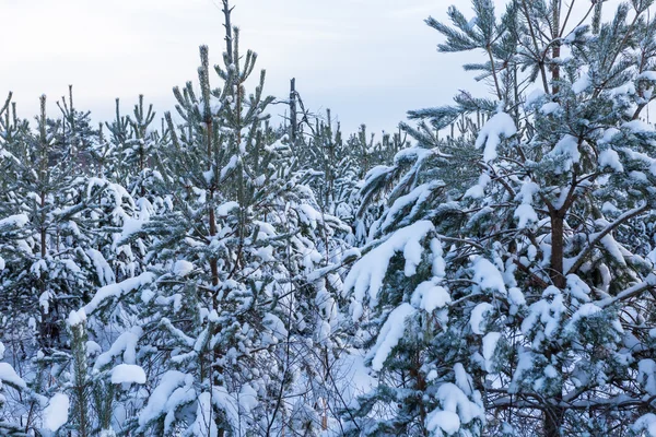 Skog omfattas av snö i vinterlandskap — Stockfoto