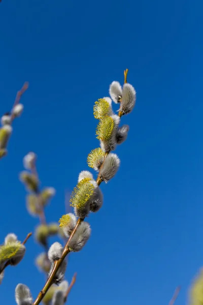 Bourgeons de saule doux et moelleux — Photo