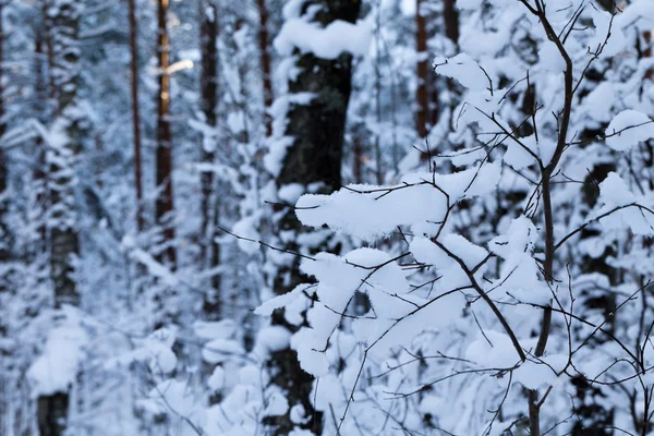 Árboles forestales de invierno —  Fotos de Stock