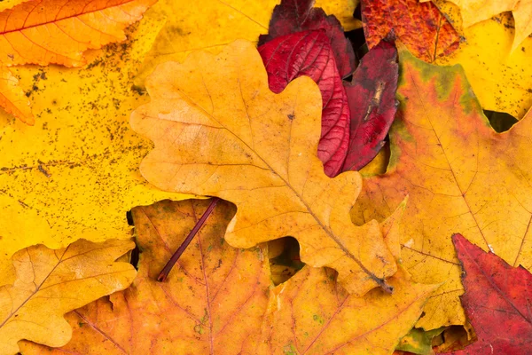 Fall leaves background — Stock Photo, Image