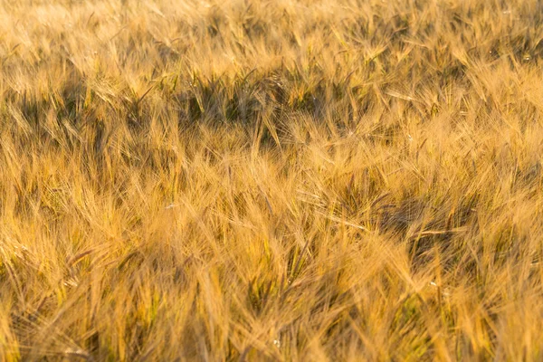 Колоски пшеничного поля — стокове фото