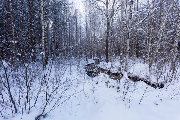Zmrazené stream v zimním lese — Stock fotografie