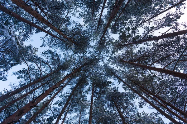 Bosque cubierto por nieve en paisaje de invierno — Foto de Stock