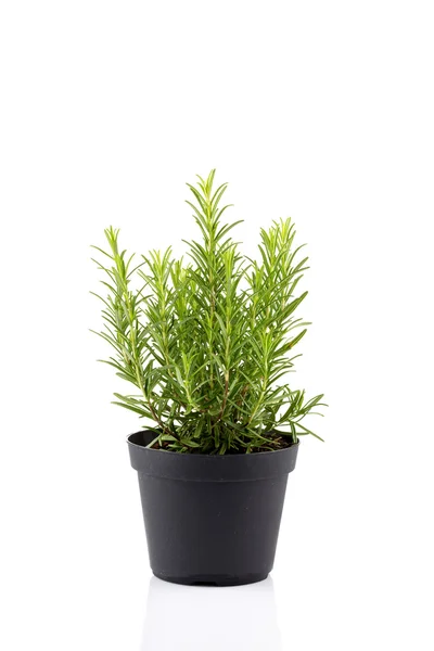 Rosemary, uvnitř černý hrnec — Stock fotografie