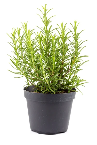 Rosemary, uvnitř černý hrnec — Stock fotografie