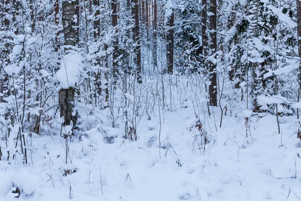 Kış orman kar altında — Stok fotoğraf