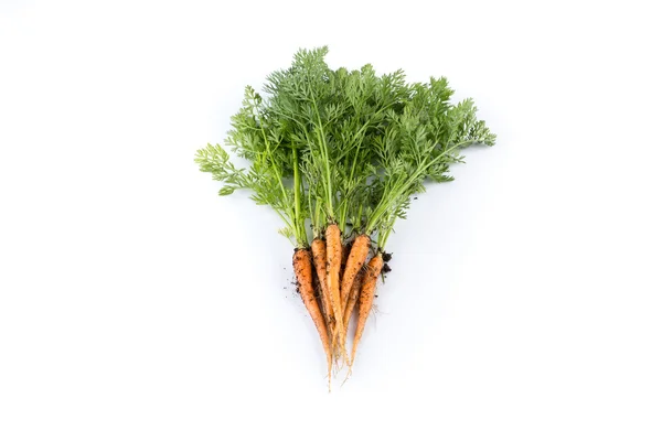 Freshly picked carrots — Stock Photo, Image