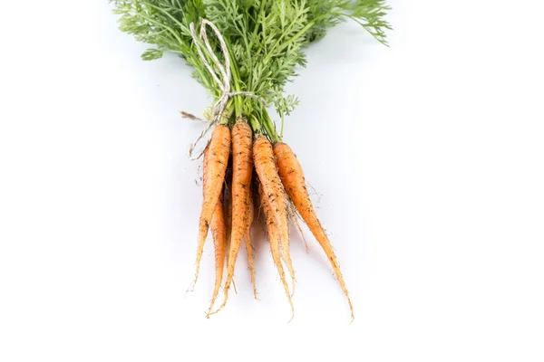 Freshly picked carrots — Stock Photo, Image