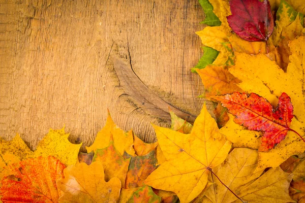 Hojas húmedas de otoño — Foto de Stock