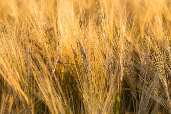 Gele tarweveld — Stockfoto