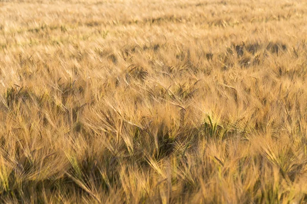 Sarı buğday tarlası — Stok fotoğraf