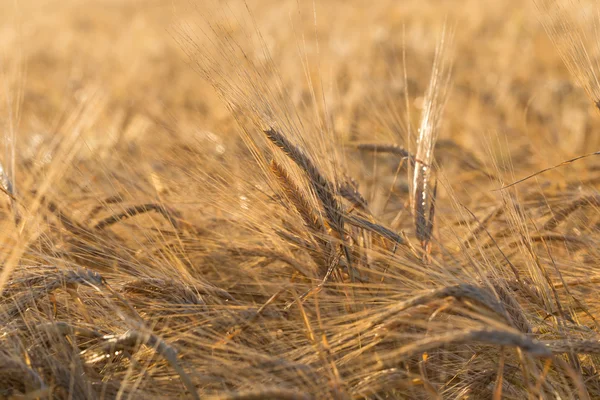 Spighe di campo di grano giallo — Foto Stock