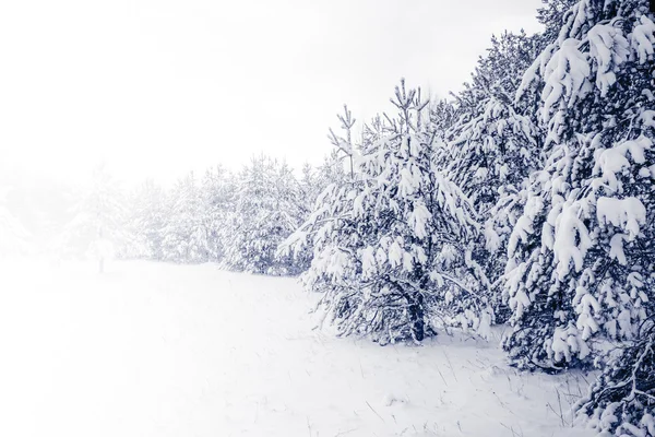 Foresta coperta dalla neve nel paesaggio invernale — Foto Stock