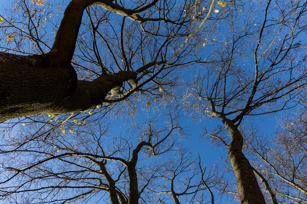 Árboles de otoño tardío y cielo azul — Foto de Stock