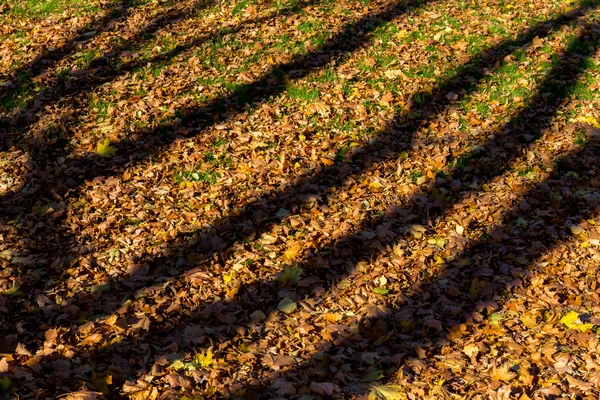 Shadows from trees on fallen autumn leaves — Stock Photo, Image