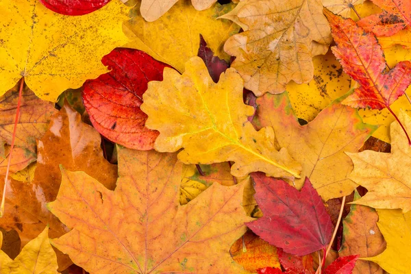 Fall leaves background — Stock Photo, Image