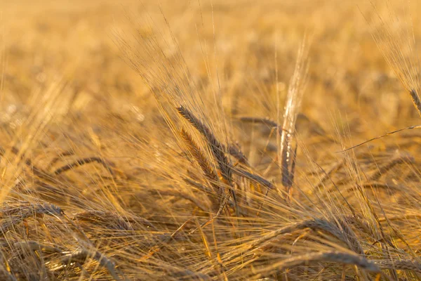 Spighe di campo di grano giallo — Foto Stock