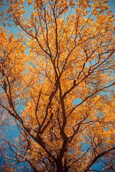 fall leaves trees