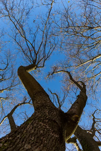 Pozdní podzim, stromy a modrá obloha — Stock fotografie