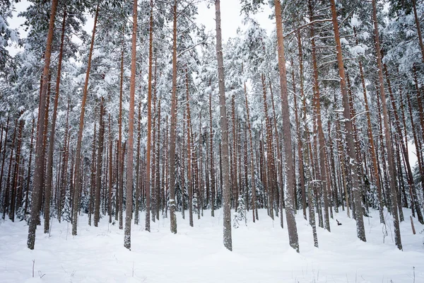 Bosque de pino de invierno —  Fotos de Stock