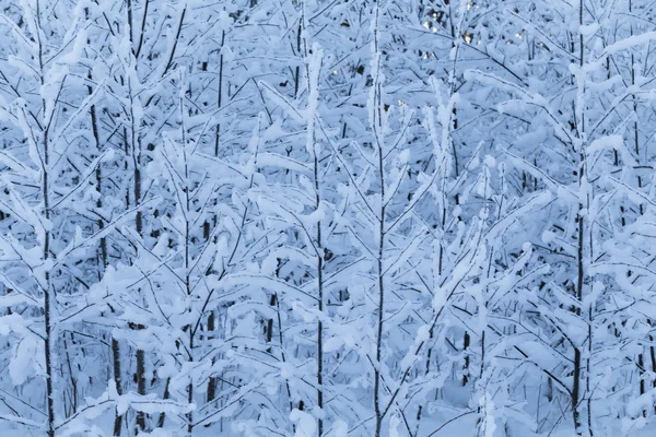 Árvores de inverno na floresta — Fotografia de Stock