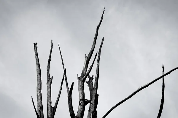 Gökyüzü yanık ağaç — Stok fotoğraf