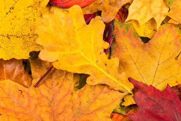 Hojas de otoño fondo — Foto de Stock