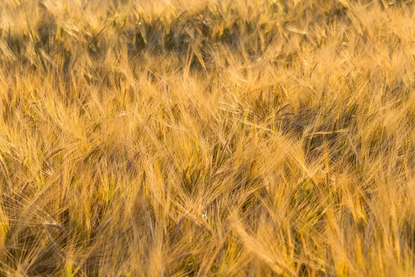 Campo di grano giallo — Foto Stock