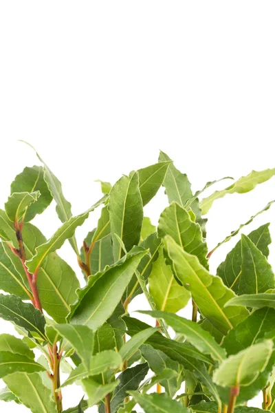 Fresh bay leaves — Stock Photo, Image