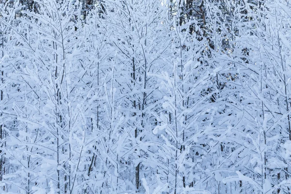 Winterbäume mit Schnee — Stockfoto