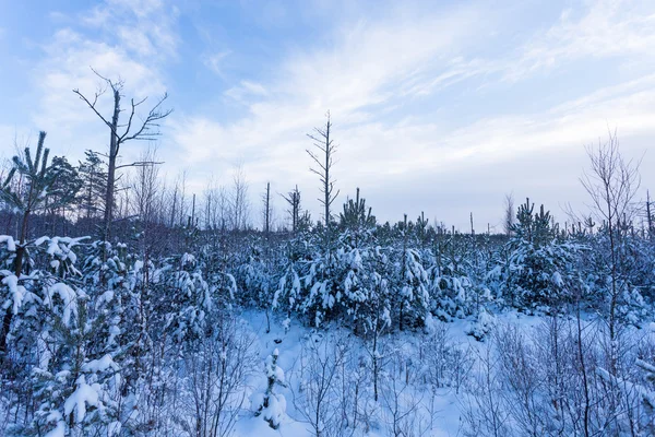 Лес, покрытый снегом в зимнем пейзаже — стоковое фото