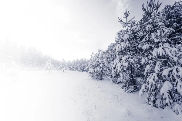 Лес, покрытый снегом в зимнем пейзаже — стоковое фото