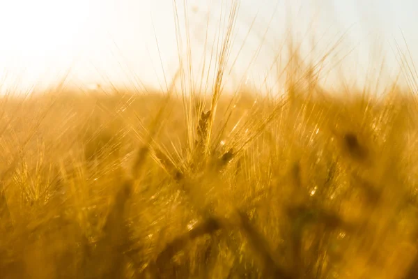 Buğday tarlası ve gün batımı — Stok fotoğraf
